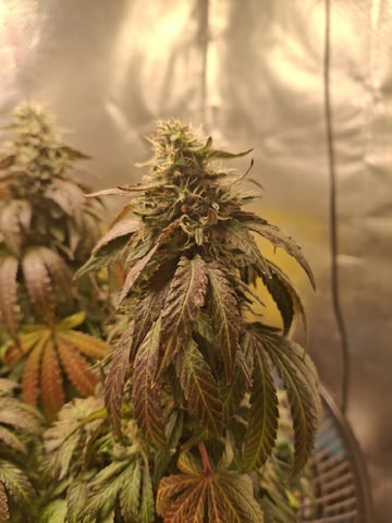 1st Grow - ROYAL MOBY (indoor)(photop.) — flower, day 162