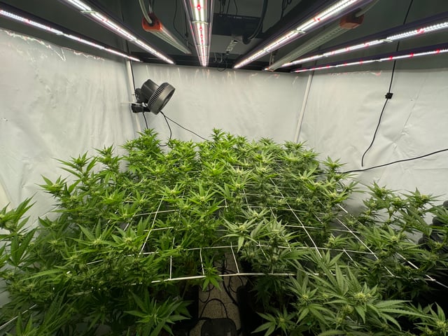 Permanent Marker, Gary Payton — flower, day 22