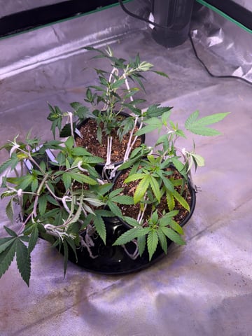 Green Gelato — vegetative, day 8