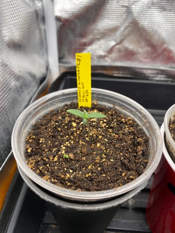 Widows Mimosa(auto) F2 progeny — seedling_rooting, day 10