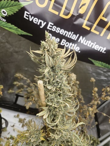 Dwc & Soil Run.  — harvest, day 114