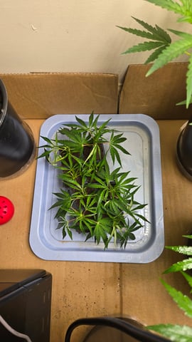 2nd Generation Clones — seedling_rooting, day 6