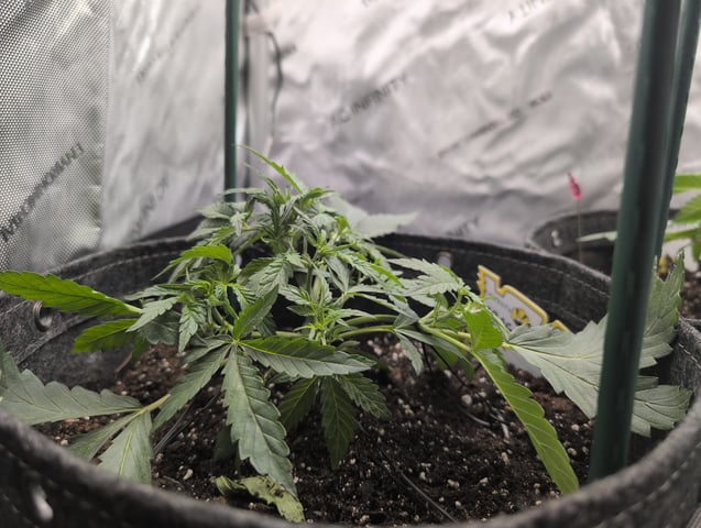 memphisto 3 bears OG, ethos high note r1 — vegetative, day 24