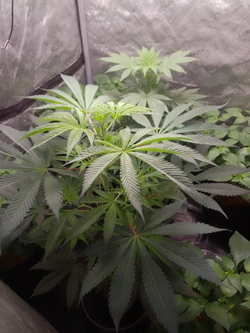 blue dream bag seed — vegetative, day 38