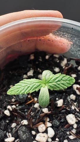 Cabana do Gato — seedling_rooting, day 12