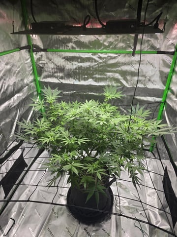 First grow — flower, day 67