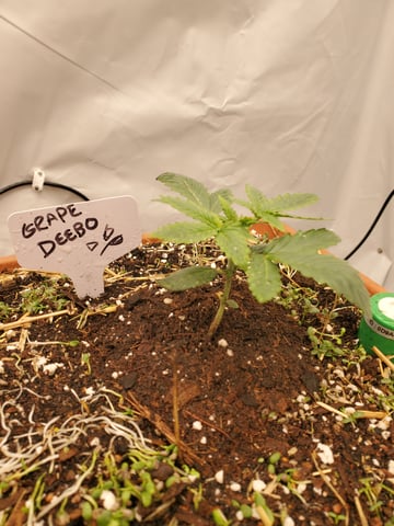 Alien Rock Candy & Grape Deebo — vegetative, day 25