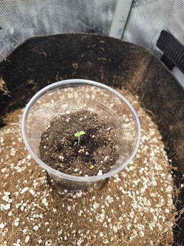 Indoor — germination, day 15