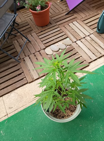 epsilon f1 — flower, day 21