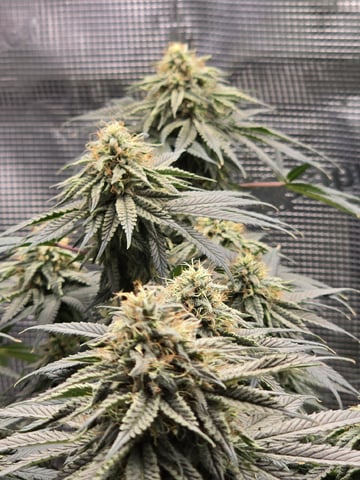  1 Blue Zushi x Venom & 1 Jack Here x Strawberry Cookies OG — flower, day 79