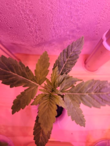 First Organic Hydro Grow. — seedling_rooting, day 5