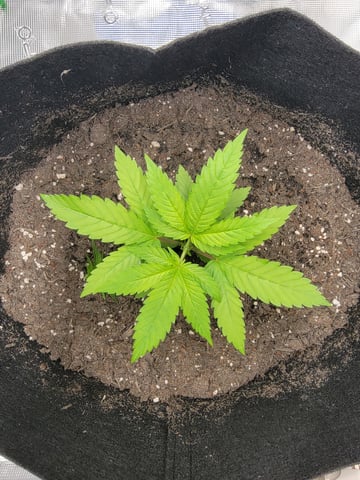 First try — vegetative, day 31