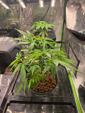 Growing — vegetative, day 57