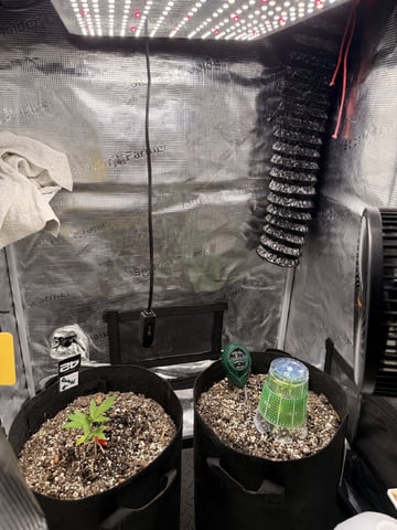 Gorilla Cookies — 1st Grow — vegetative, day 29