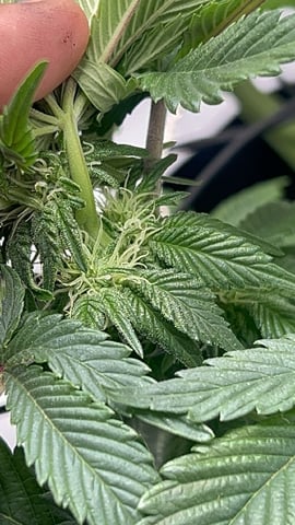 2025-26 harvest INDOOR — flower, day 107