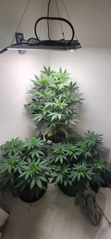 Orange cream pop and sour strawberry — vegetative, day 68