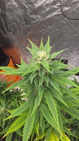 Beginner - My first grow has been an incredible experience so far! — flower, day 65