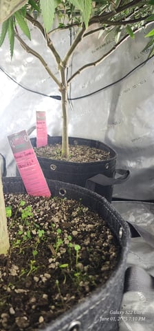 Punch Mints Pheno #2 — flower, day 13