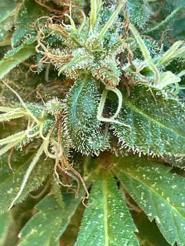 fuzzy skunk — auto, day 2