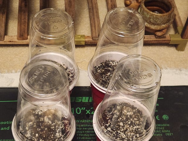 Mephisto's Flava Flav (Grape Crush x Guava Fig) — germination, day 1