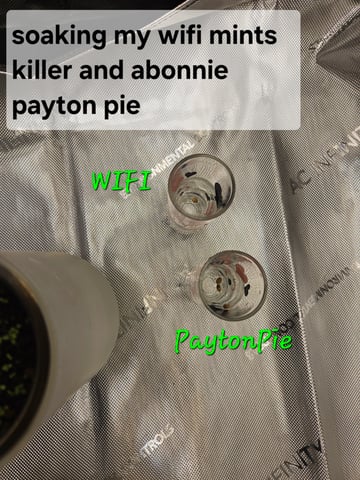 2nd grow  — germination, day 1