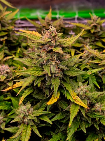 Fastbuds Autoflower Run — flower, day 84