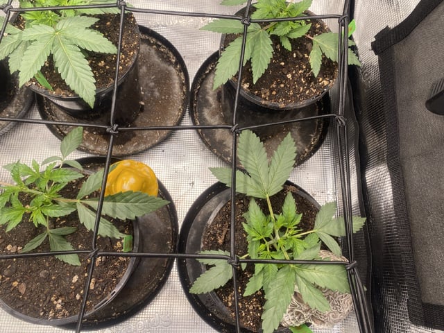 Solfire Gardens Grow — vegetative, day 32