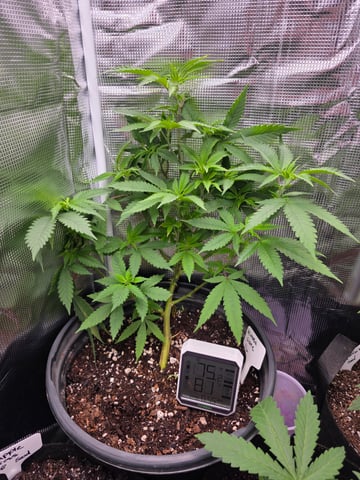 Pineapple Express  — vegetative, day 4