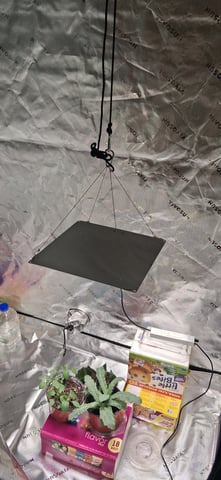 blueberry funk — vegetative, day 65