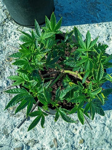 Purple Plum Perfect 💜 & 2 Grape Runtz 🍇 Mainlining garden.  — vegetative, day 136