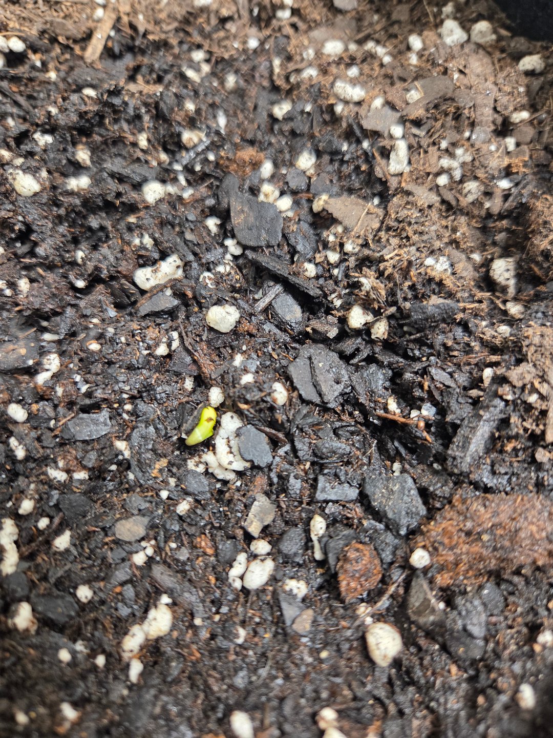 Genius Juice x Cinderella 99 Feminized