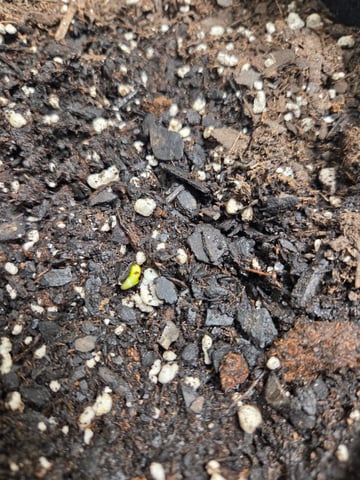 Genius Juice x Cinderella 99 Feminized — grow_setup, day 1