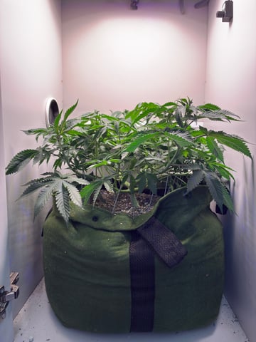 Armário — vegetative, day 1