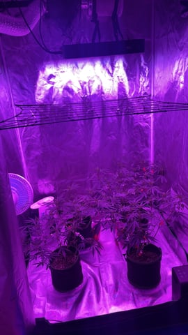 blueberry cupcake  — flower, day 57