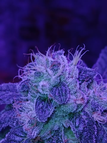 triangle kush  — flower, day 93