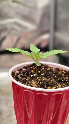 Blueberry Swirl — vegetative, day 8