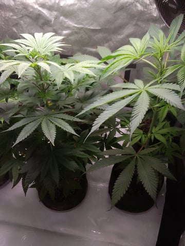 blue dream bag seed — vegetative, day 31