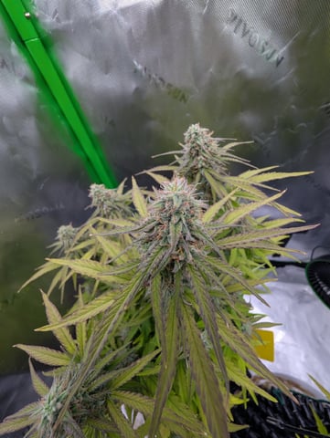 Titan F1 grow  — flower, day 70