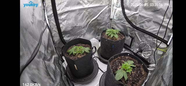 Purple Haze  — vegetative, day 11