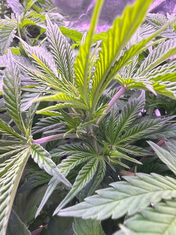 Cookies Haze — vegetative, day 51