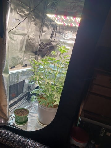 black gorilla feminized  — flower, day 6