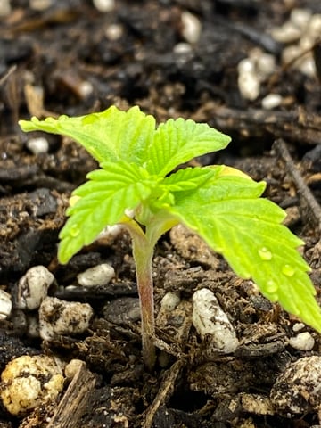 Gorilla Melon — seedling_rooting, day 23