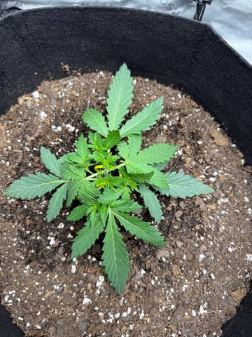 peaceful grow 1 — seedling_rooting, day 14