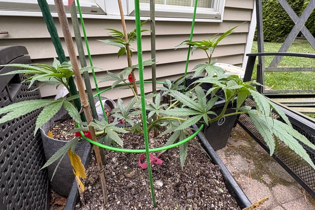Roadkill Skunk — grow_setup, day 1