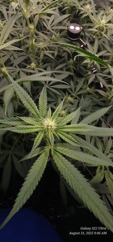 Found my Females... Game On! — flower, day 152