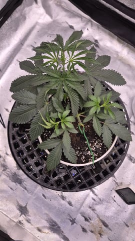 zlurricane blast — vegetative, day 30