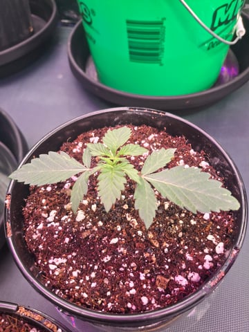 Astro cheese — seedling_rooting, day 18