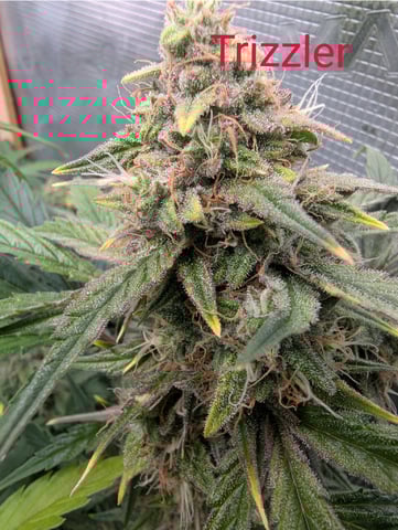 Trizzler  — flower, day 70