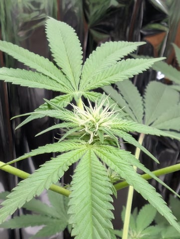 B E A utiful  — flower, day 75