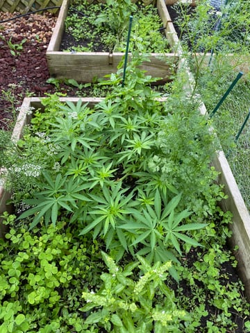 queen of soul X cap junky  — vegetative, day 76